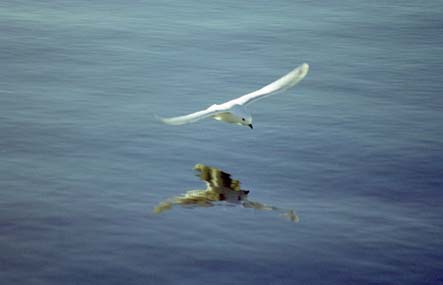 snow petrel
