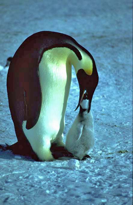 Feeding an Emperor penguin chick