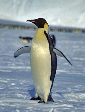 young adult emperor penguin