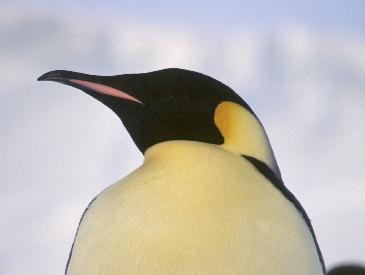 emperor penguin head close up