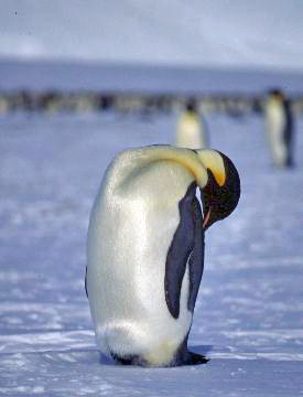 emperor penguin scratching