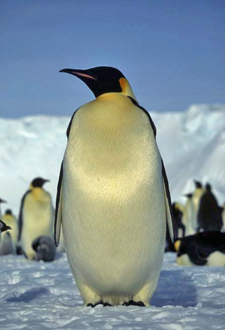 adult emperor penguin