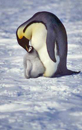 emperor penguin and chick