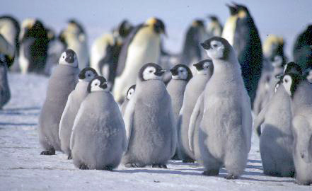 emperor penguin chicks in the sun