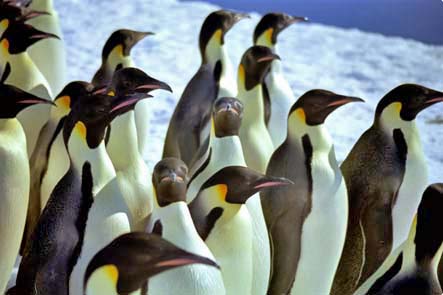 emperor penguins walking