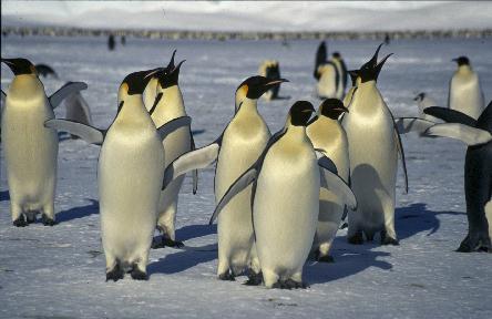 young adult emperor penguins
