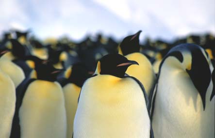 a group of emperor penguins