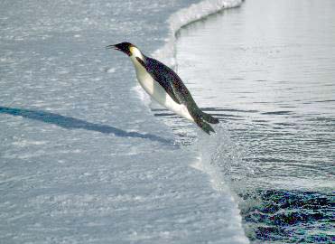emperor penguin jumping out of the water