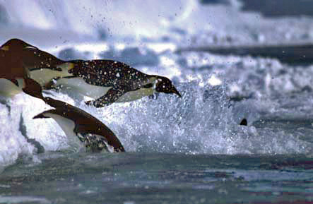 emperor penguins jumping into the sea