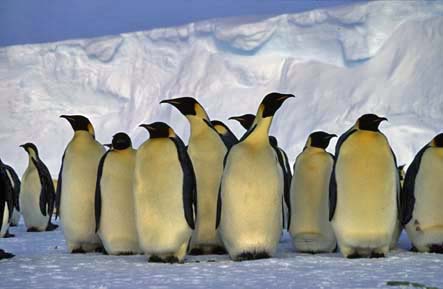 emperor penguins with eggs on feet